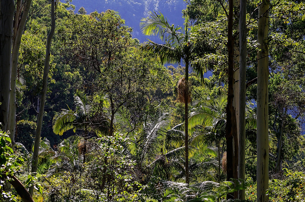 rain forest, forest, australia-491102.jpg